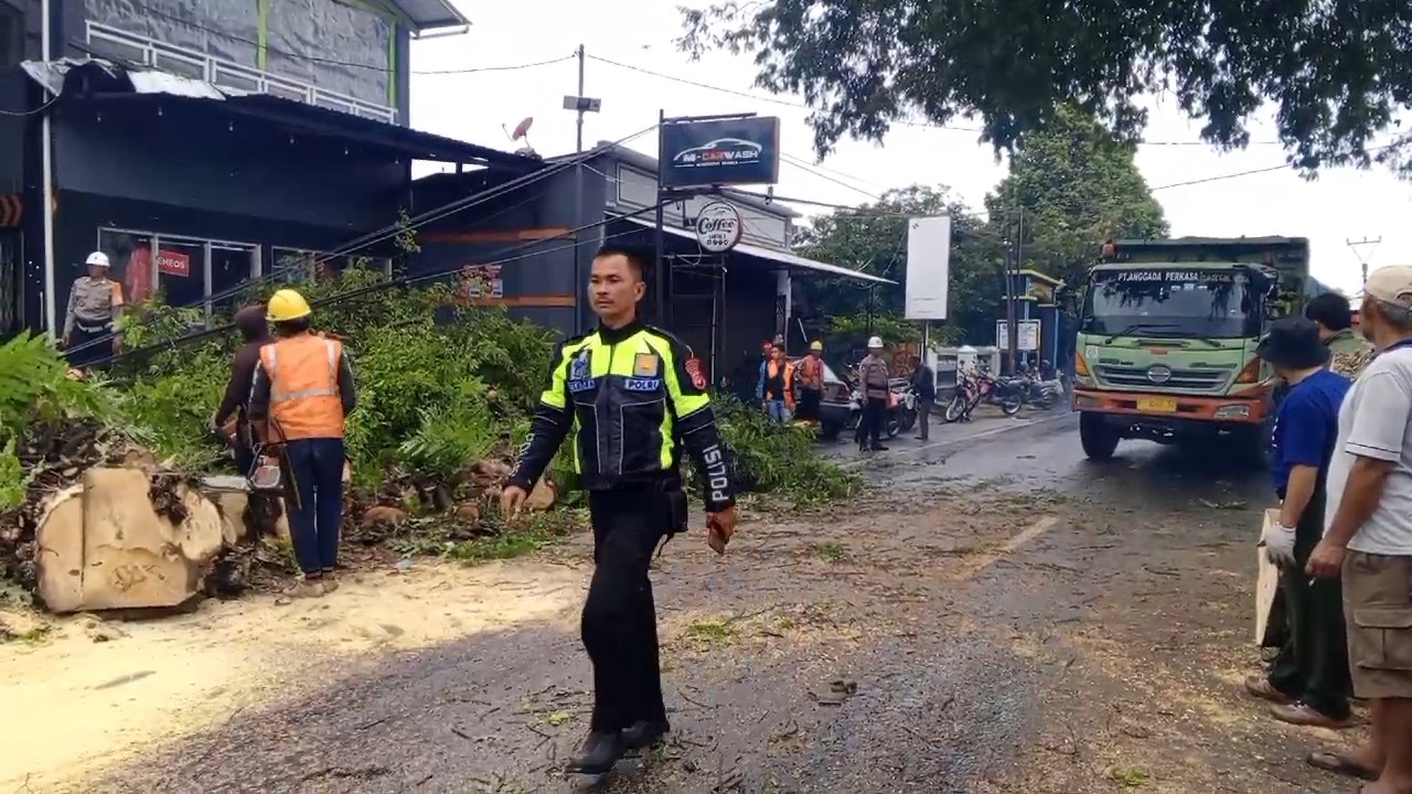 Roboh Tengah Malam, Proses Evakuasi Batang Pohon Asem di Desa Sampora Hingga Siang Hari