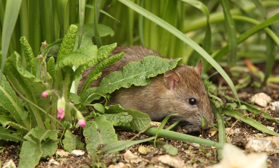 Awas Rumah Jadi Banyak Hama! 6 Macam Tanaman yang Bisa Menarik Tikus Datang ke Rumah