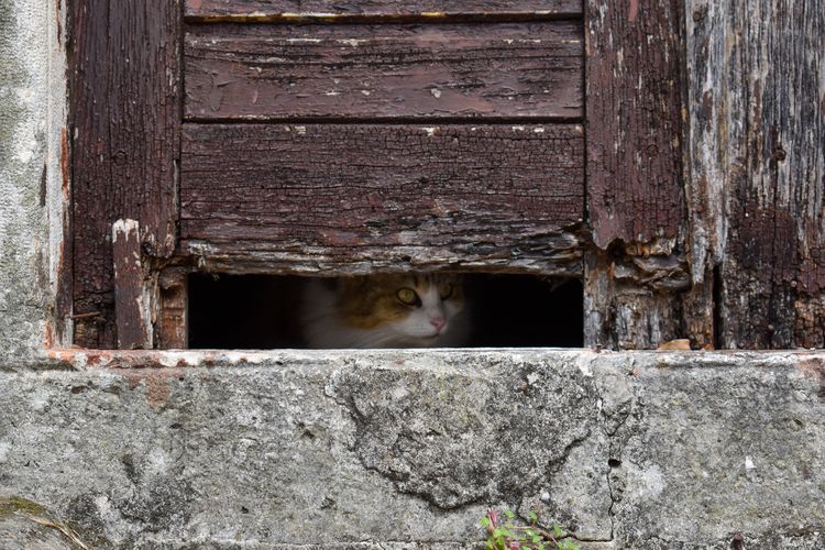 Kenapa Kucing Suka Menghilang dan Bersembunyi Saat Mau Mati? Ternyata Ini 5 Alasannya, No. 2 Bikin Terharu!