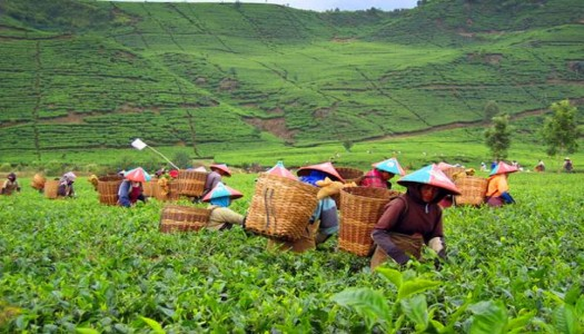 Destinasi Wisata Populer di Ciwidey Bandung, Cocok Untuk Liburan dengan Nuansa Alam yang Asri