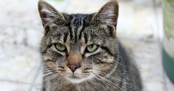 Ingin Pelihara Kucing Liar? Inilah 6 Cara Menjinakkan Kucing Liar jadi Hewan Peliharaan di Rumah yang Nurut