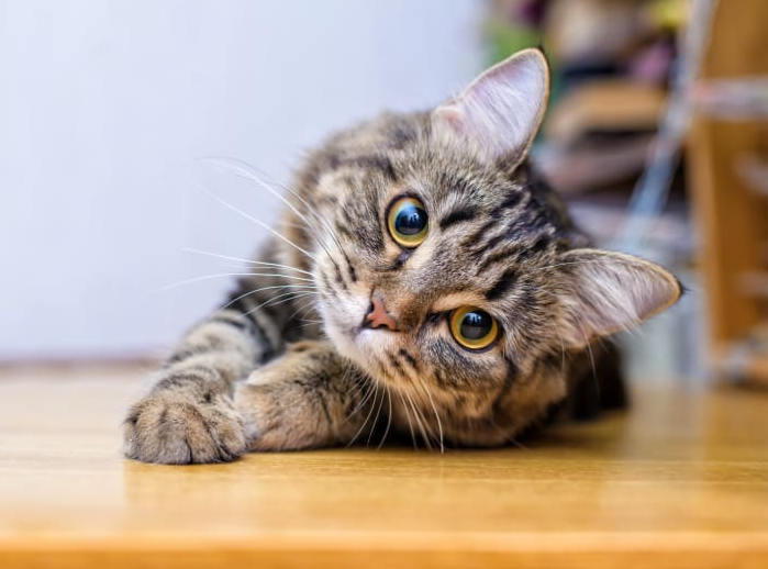 Gak Cuma Bikin Mandul, Inilah 5 Manfaat Steril Kucing Jantan yang Perlu Catlovers Tahu