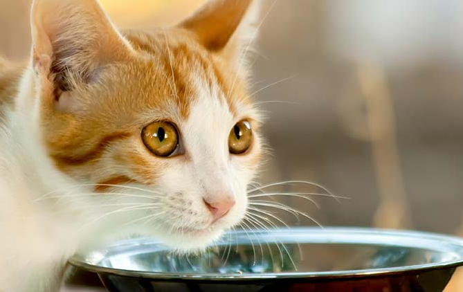 Apakah Kucing Boleh Minum Susu? Yuk, Simak 5 Jenis Makanan yang Tidak Boleh Dikonsumsi Anabul Berikut Ini