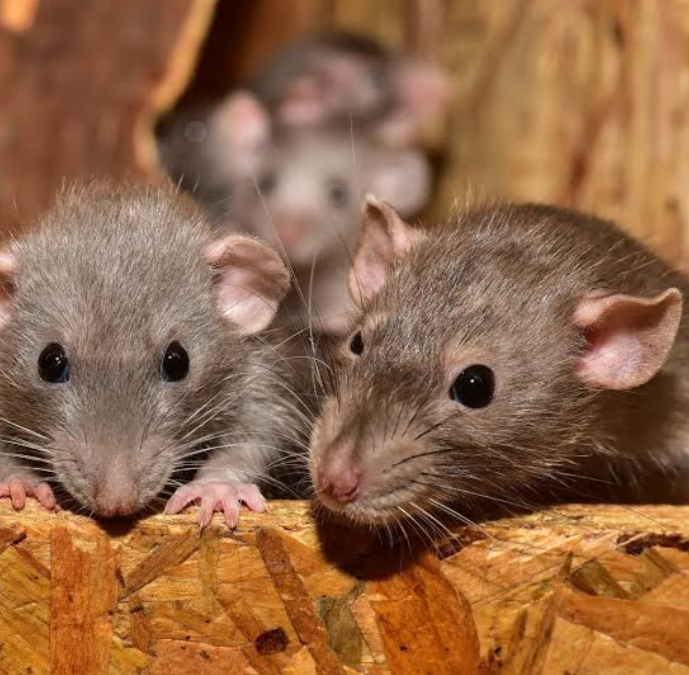 Tanpa Racun 7 Cara Ampuh Usir Tikus got yang Berkeliaran di Rumah, Bebas dari Penyakit dan Virus