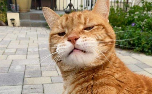 ketahui 5 Ciri Hewan Peliharaan Sedang Bad Mood! Lengkap Beserta Cara Mengatasinya  