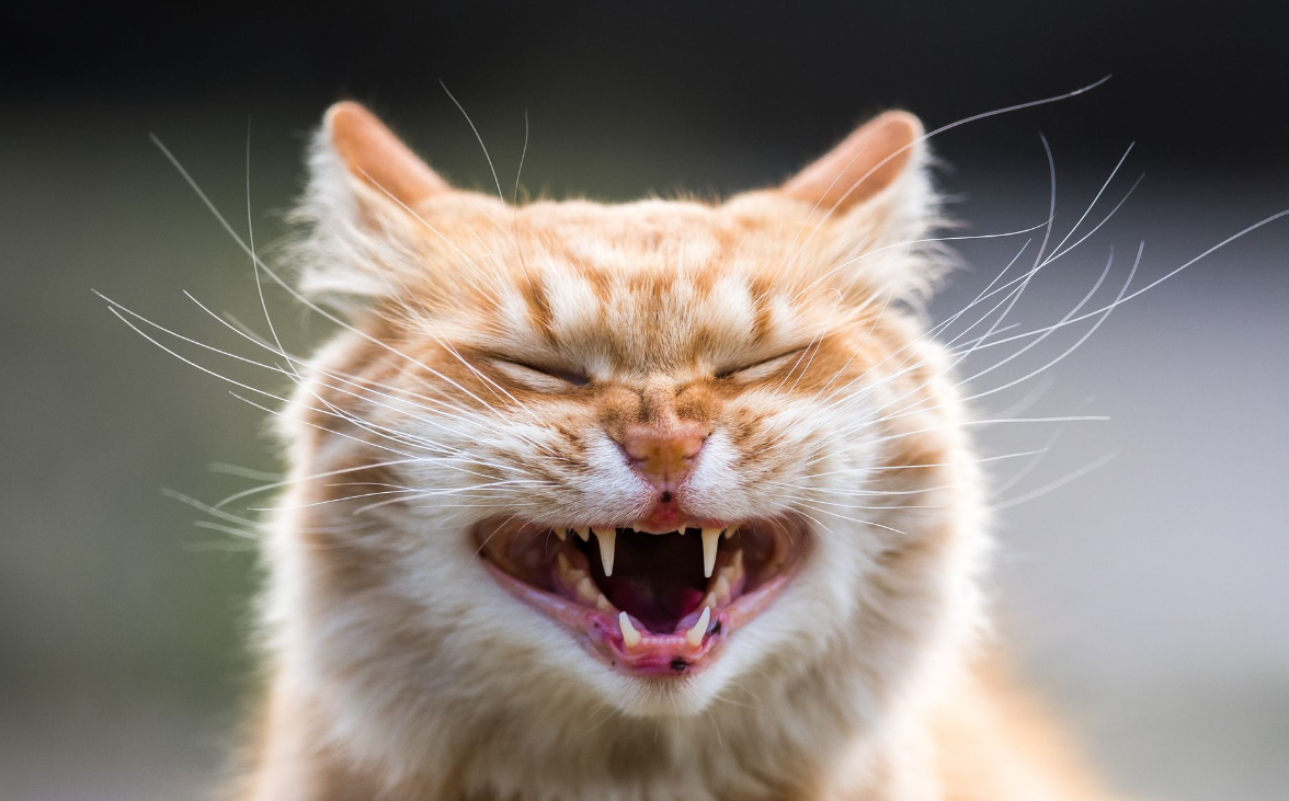 Anabul Jadi Cemberut! 6 Hal Sederhana yang Bikin Kucing Marah dan Ngambek pada Kita
