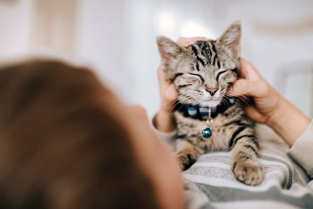 Bingung Mencari Kucing Kabur dari Rumah? Inilah 5 Cara Menemukan Kucing Kabur