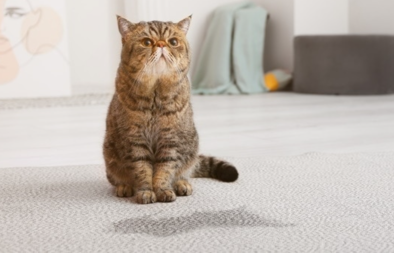 Punya Anabul Bandel Suka Pipis di Dalam Rumah? Ini 10 Cara Menghilangkan Bau Pesing Kucing Pakai Bahan Alami