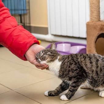 Meski Terlihat Cuek, Ternyata Ini 5 Cara Kucing Berterima Kasih Padamu, Makin Gemas!