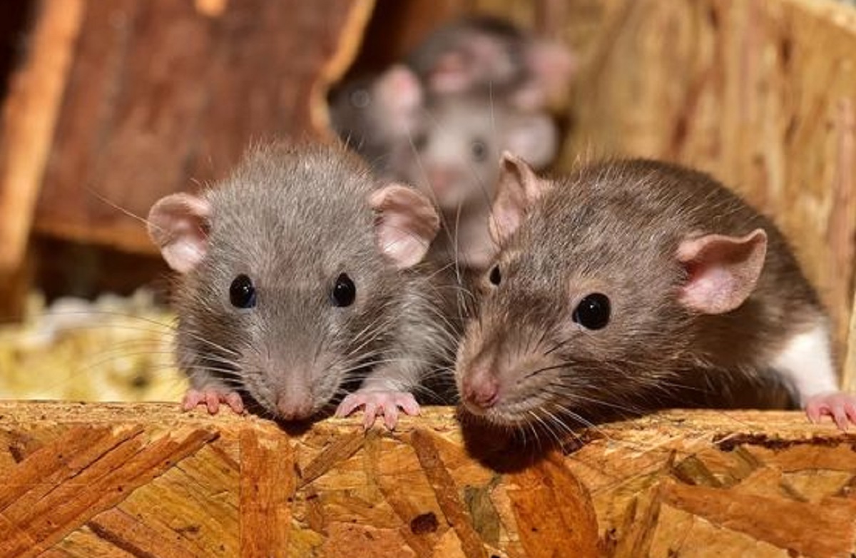 Banyak Tikus di Rumah? Cukup Usir Menggunakan 5 Bahan Alami Pengusir Tikus, Buat Tikus Kapok dan Pergi
