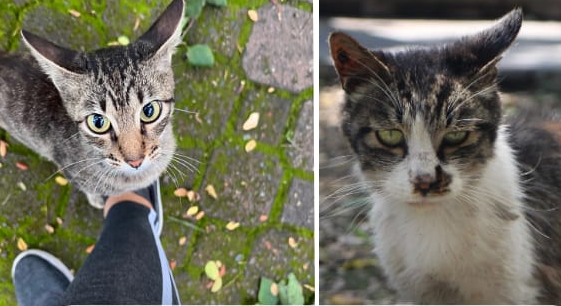 Ini 4 Perbedaan Antara Feral Cat dan Stray Cat, yang Masih Sering Disalahpahami Banyak Orang