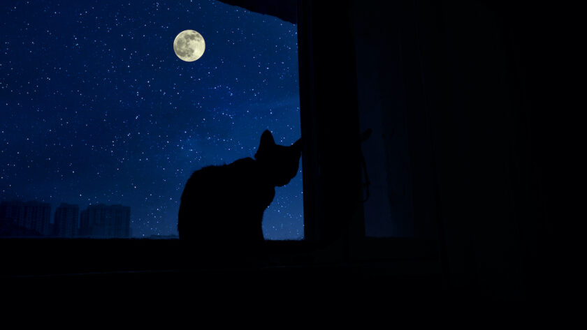 Jangan Diabaikan, 6 Arti Kucing Mengeong Terus di Malam Hari Bisa Jadi Menunjukan Isyarat Tertentu