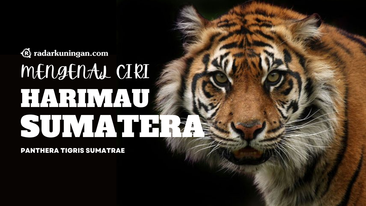 Satu-Satunya Harimau di Indonesia, Begini Ciri Fisik Harimau Sumatera