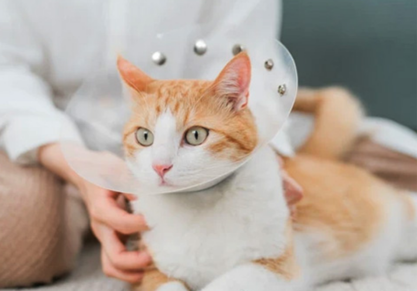 Inilah 5 Manfaat Sterilisasi Kucing Betina, Pemilik Anabul Betina Wajib Simak!
