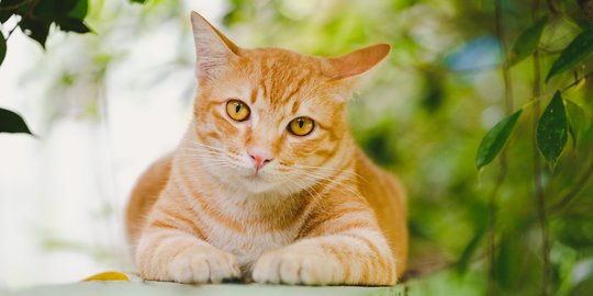 Yuk Kenali 5 Jenis Kucing Kampung yang Bisa Dipelihara jadi Teman Bermain, Tak Kalah Menarik Dari Kucing Ras