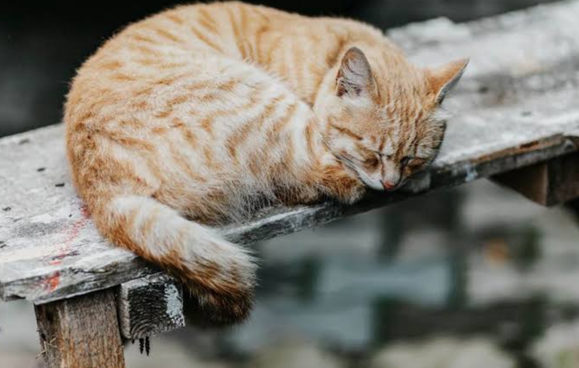 6 Penyakit yang Umum Terjadi Pada Kucing Kampung, Ada yang Bisa Menular pada Manusia Loh