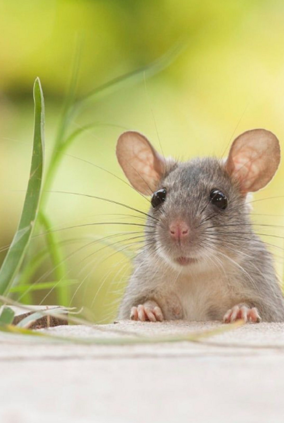 Buat Tikus Kabur Dari Rumah, Berikut 6 Bau Wewangian Yang Tidak Disukai Tikus di Rumah