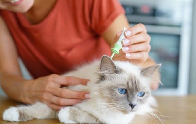 Gak Perlu Pake Obat, Ini Nih 6 Bahan Alami untuk Membasmi Kutu Kucing, Sederhana dan Mudah Banget!