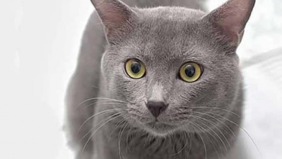 Mengenal Kucing Busok, Kucing Endemik Madura yang Memiliki Sejumlah Fakta Unik