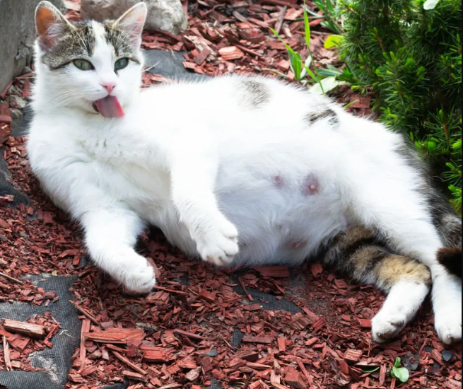 Kucing Bisa Hamil Umur Berapa? Ternyata Inilah Umur Dewasa pada Anabul