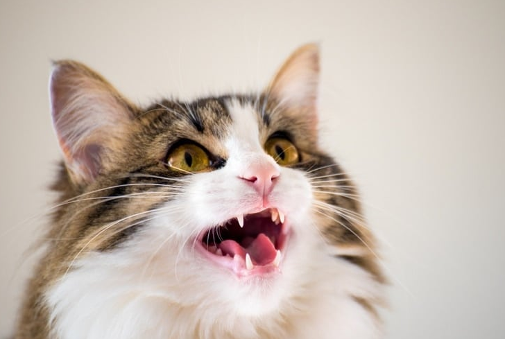 Kenapa Kucing Mengeong Lebih Sering dari Biasanya? Simak 3 Alasan dan Solusinya Disini
