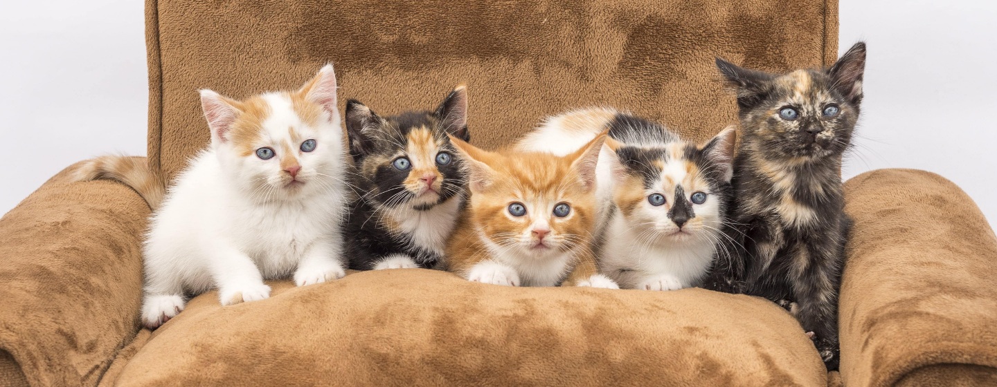 Perilaku Kucing Bisa Dibentuk, Inilah 3 Pendorong Kucing Memiliki Karakter Menyenangkan