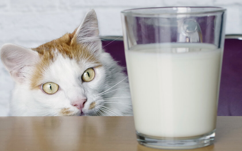 Apakah Kucing Boleh Minum Susu Sapi? Berikut 4 Hal yang Tidak Boleh Dikonsumsi Kucing Peliharaan Kita