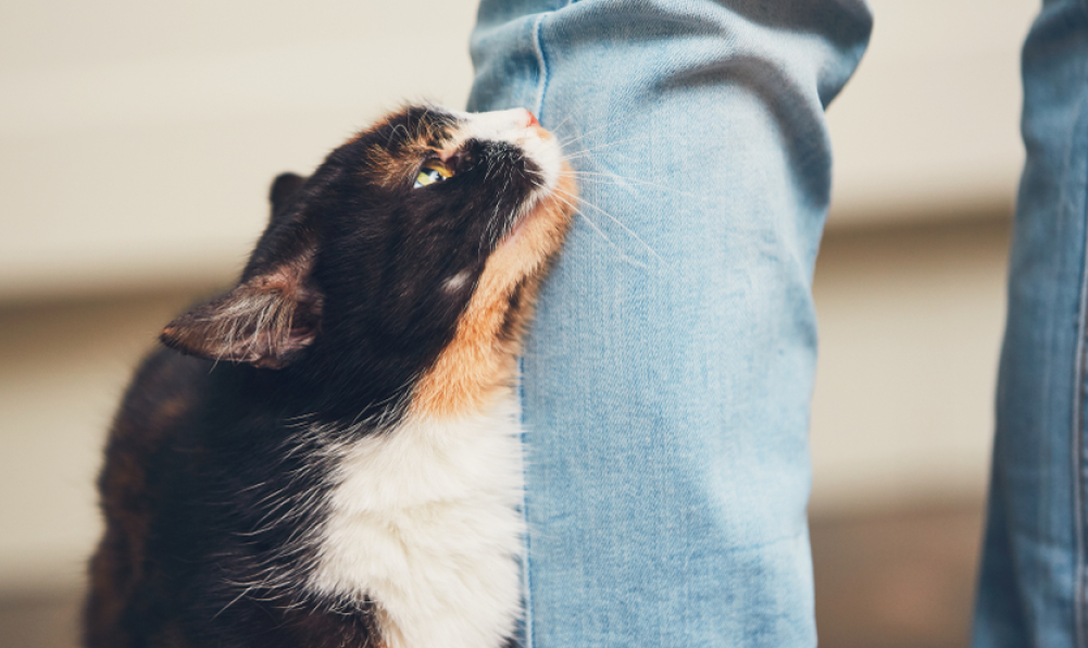 Perhatikan 7 Tanda Kucing Sayang Pada Kita atau Pemiliknya, yang Jarang diketahui Berikut ini!