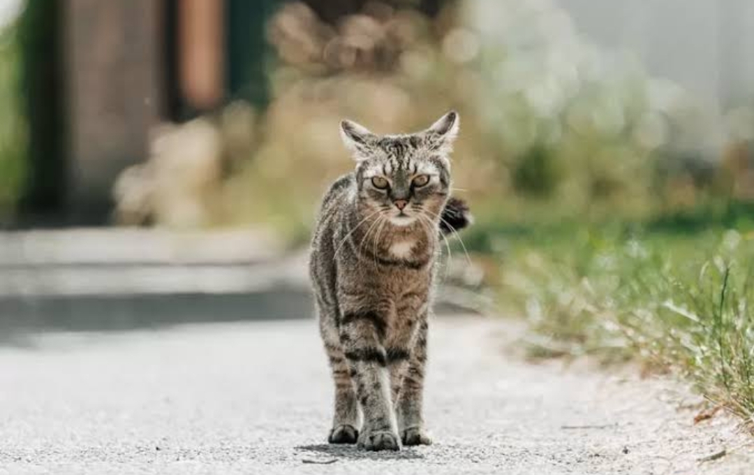 Kenapa Kucing Kampung Susah Gemuk? Padahal Dikenal Dengan Pemakan Segala, Ternyata Ini Penyebabnya!