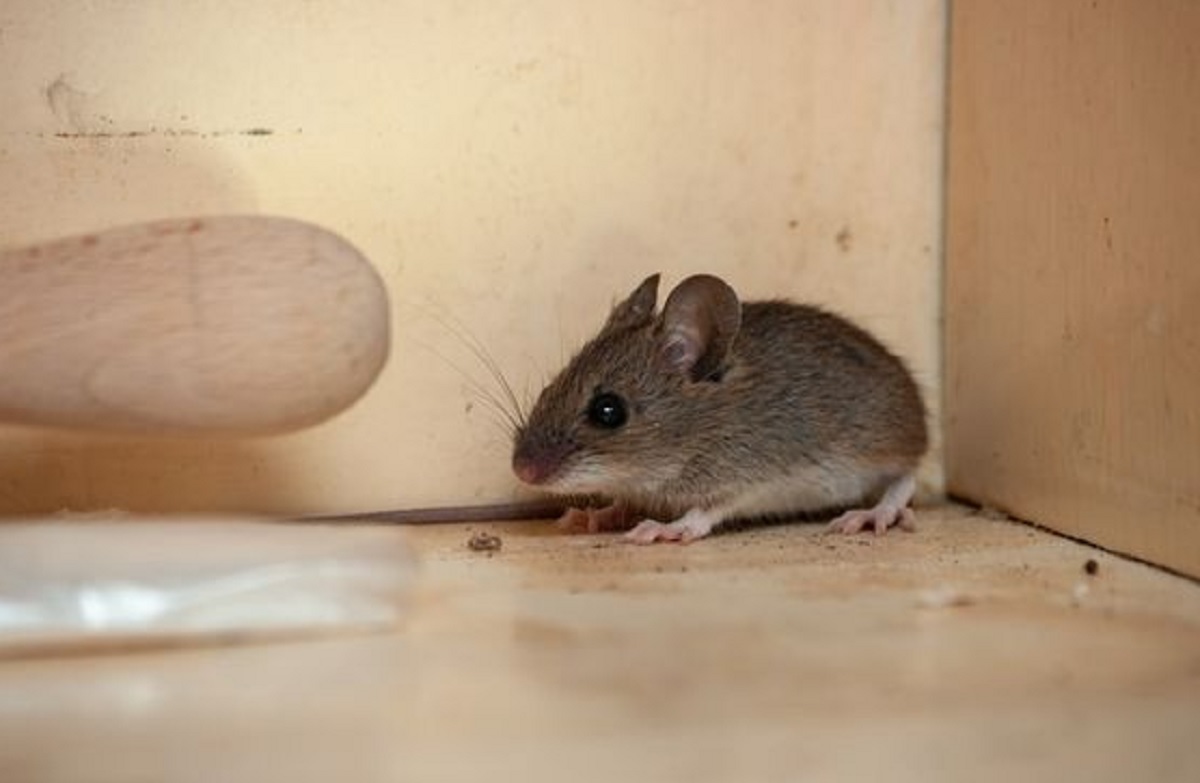 Baunya Bikin Tikus Lari Terbirit-birit , Ini Dia 6 Bau Alami Pengusir Tikus Dari Rumah