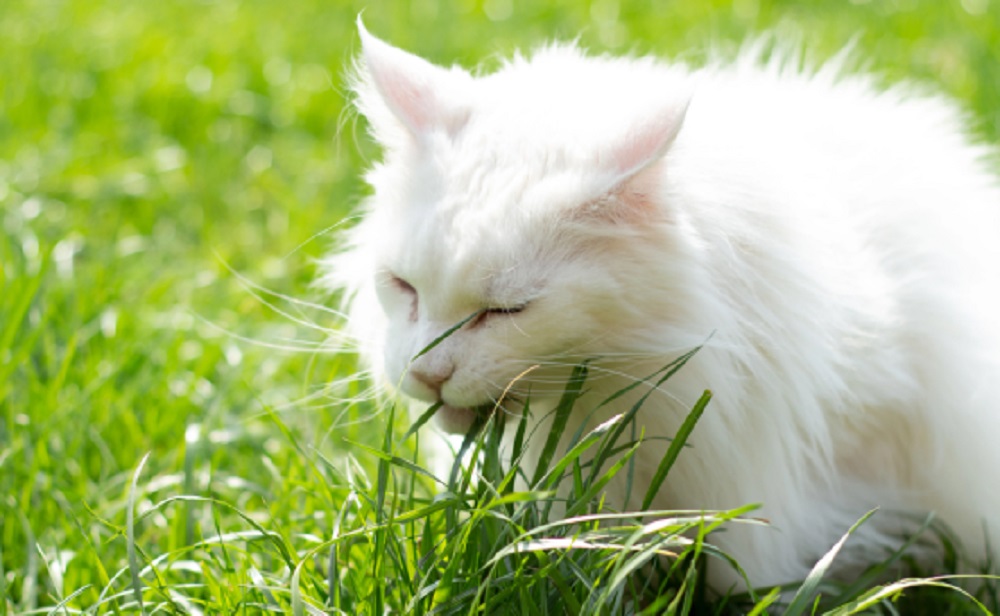 Baik Untuk Kesehatan, Ternyata Inilah Alasan Penting Kucing Makan Rumput, Yuk Simak