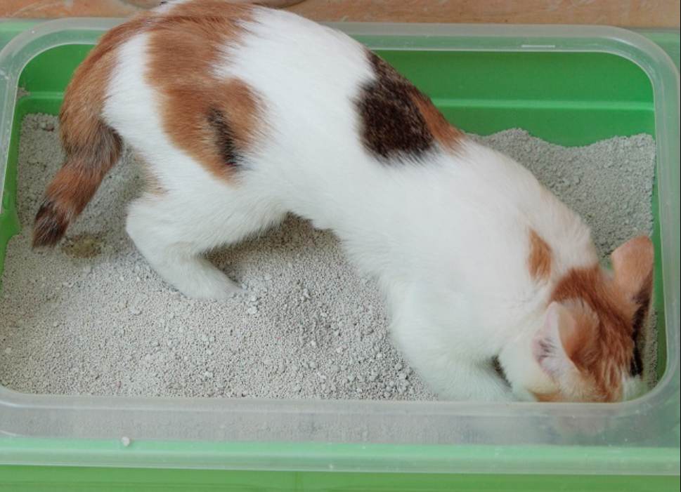 Simak Cara Menghentikan Kucing Makan Pasir di Litter Box, Ketahui 5 Perilaku Aneh Anabul Berikut