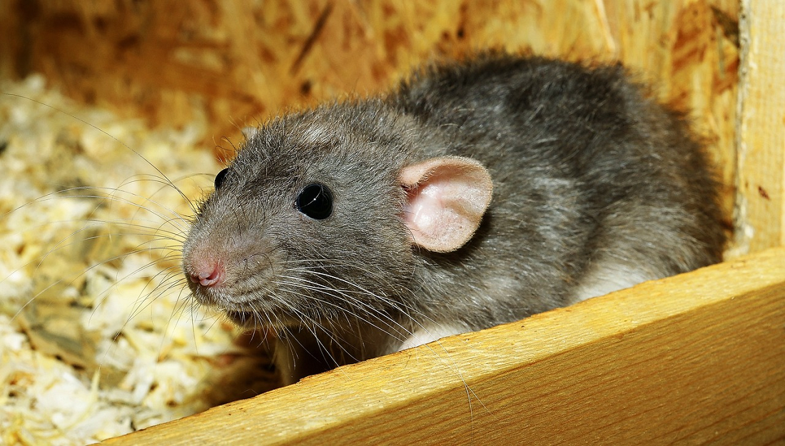 Hindari Penggunaan 3 Barang Pemicu Tikus Datang Ke Rumah Ini, Bila Ingin Rumah Bebas Dari Tikus! Apa Saja? 