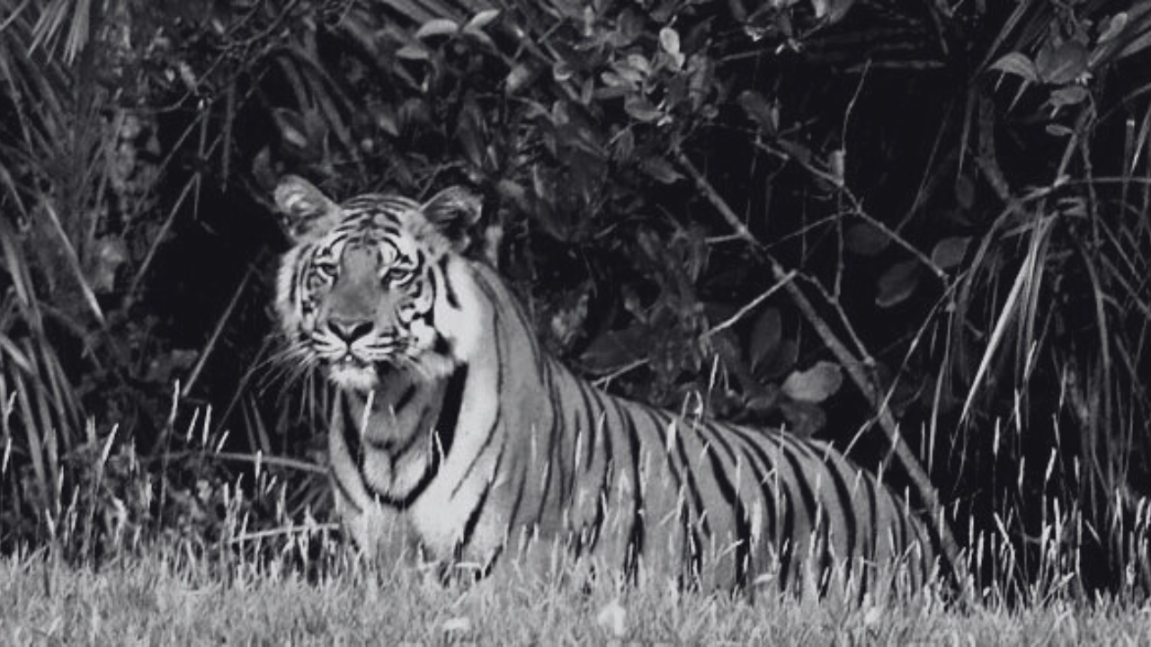 Apakah di Pulau Jawa Masih Ada Harimau? BRIN Berikan Kejelasan Tentang Penemuan Sample DNA Harimau Jawa