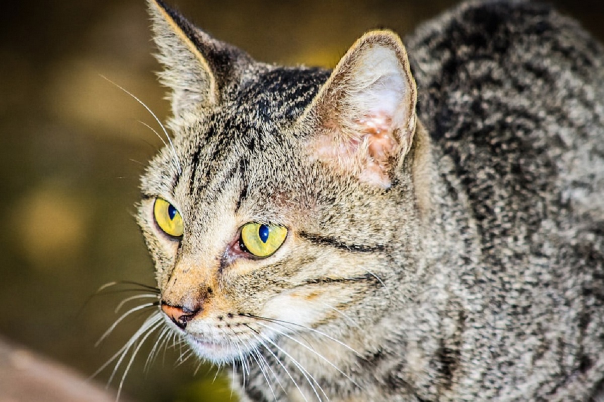 Lebih Mudah Perawatannya, Ini Dia 5 Alasan Mengapa Kamu Harus Memelihara Kucing Kampung Sebagai Peliharaan