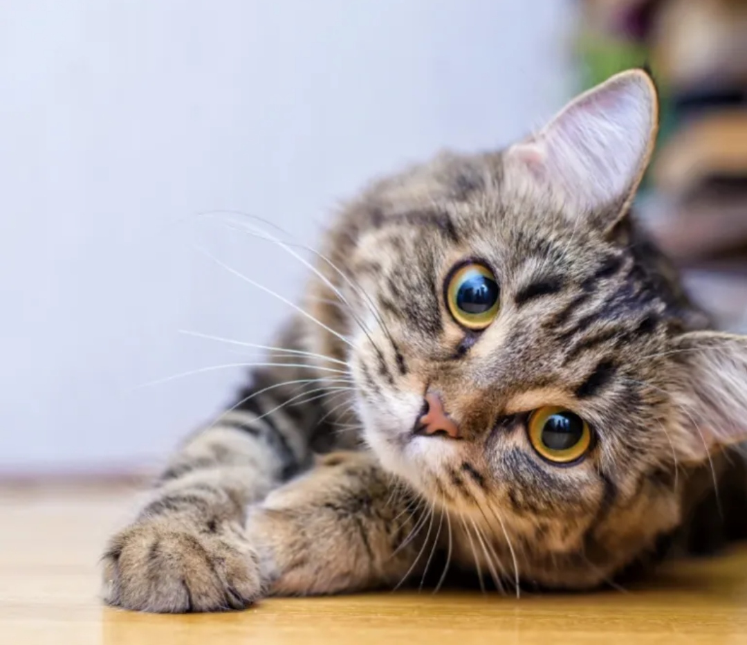Cara Merawat Kucing Liar Menjadi Kucing Pintar di Rumah, Mudah Sekali! 