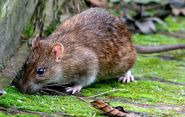 Kehadiran Tikus Sangat Menggangu, Inilah 5 Rekomendasi Hewan Peliharaan Pembasmi Tikus