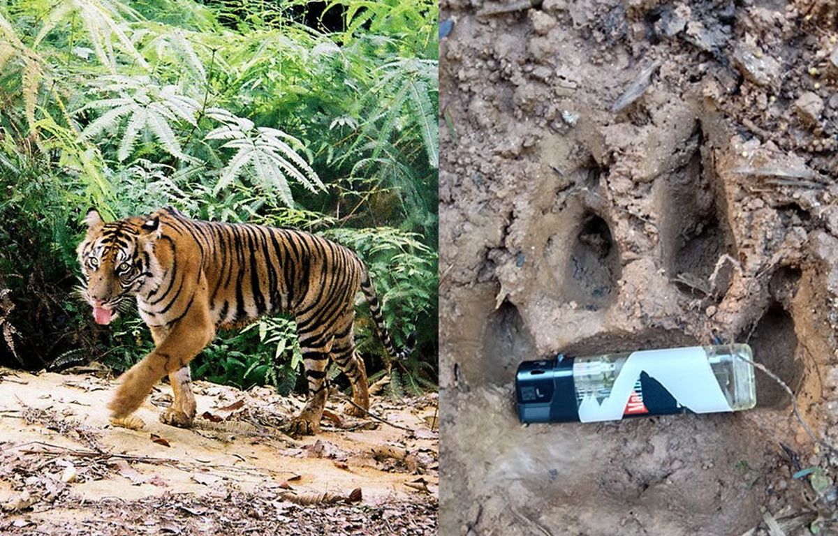 LAGI! Konflik Harimau Sunda dan Manusia, Melipir ke Kampung - Mangsa Hewan Ternak, Warga Tak Berani ke Kebun