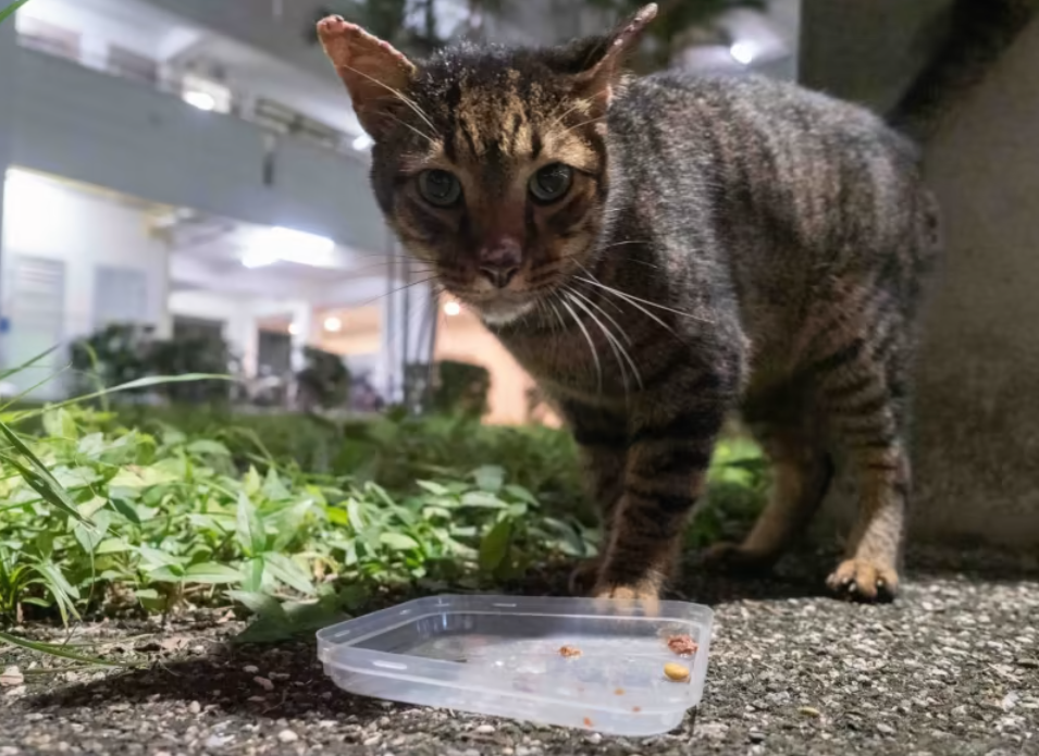 Ada Kucing Liar Minta Makan, Kasih Aja! 5 Keajaiban Memberi Makan Kucing Jalanan yang Tersembunyi