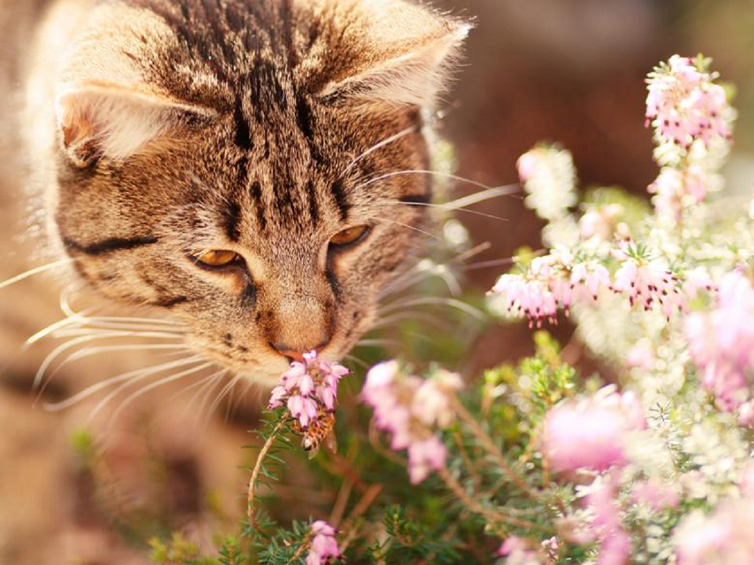 Tenang, Ternyata Tidak Berbahaya, Ini Dampak Kucing Jika Memakan Rumput Yang Harus Kamu Ketahui! 