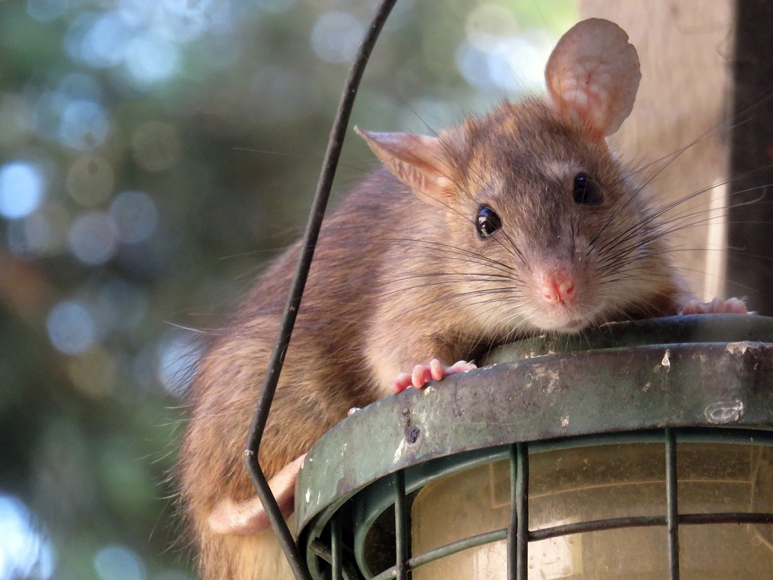 Risih Kabel Di Rumah Selalu Dirusak Tikus? Begini Cara Mencegah Tikus Merusak Kabel Di Rumah! 