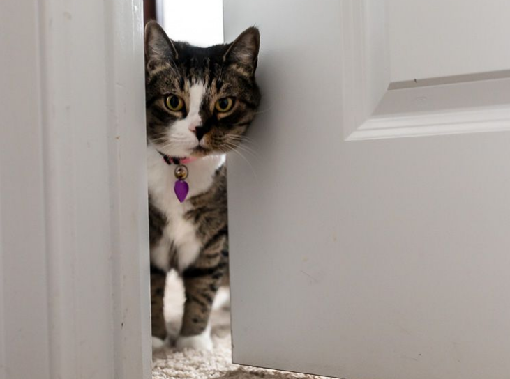 No. 4 Bikin Baper! Berikut 5 Alasan Kenapa Kucing Mengikuti Kita ke Kamar Mandi