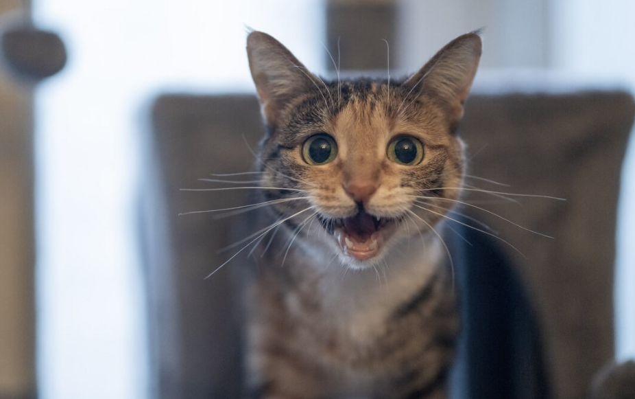 Simak 5 Arti Suara Kucing yang Umum Digunakan Anabul!
