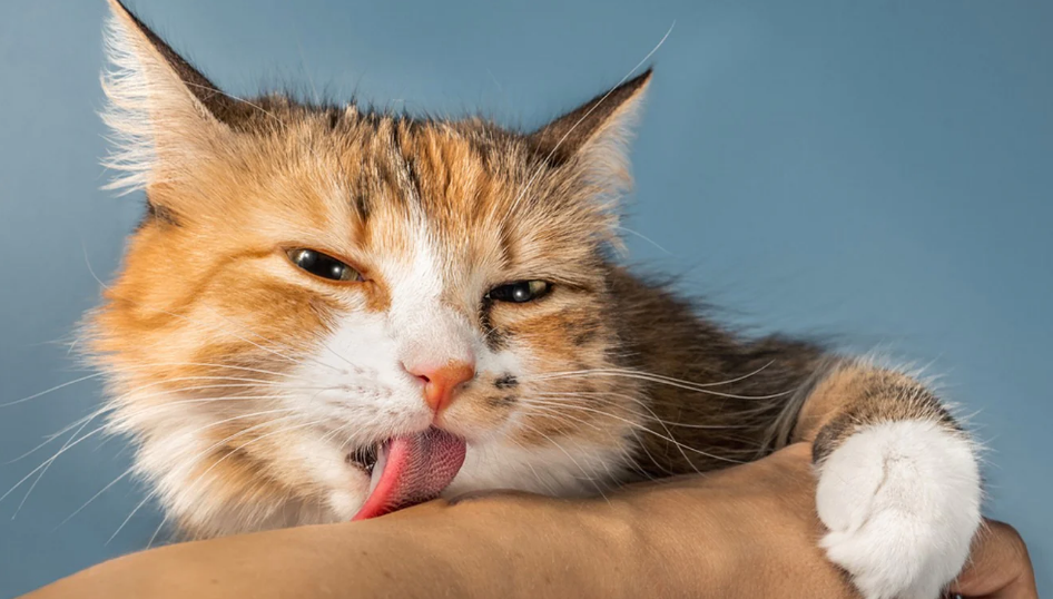Kenapa Kucing Suka Menjilat Kita? Berikut 4 Alasan Penting yang Perlu Diketahui Pemilik Kucing