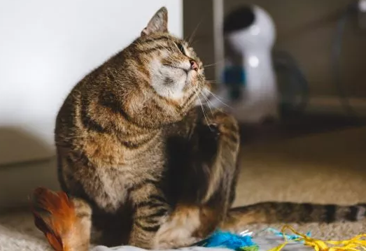 Ternyata Ini 5 Alasan Kenapa Bulu Ekor Kucing Rontok, Bisa Jadi Anabul Lagi Hamil