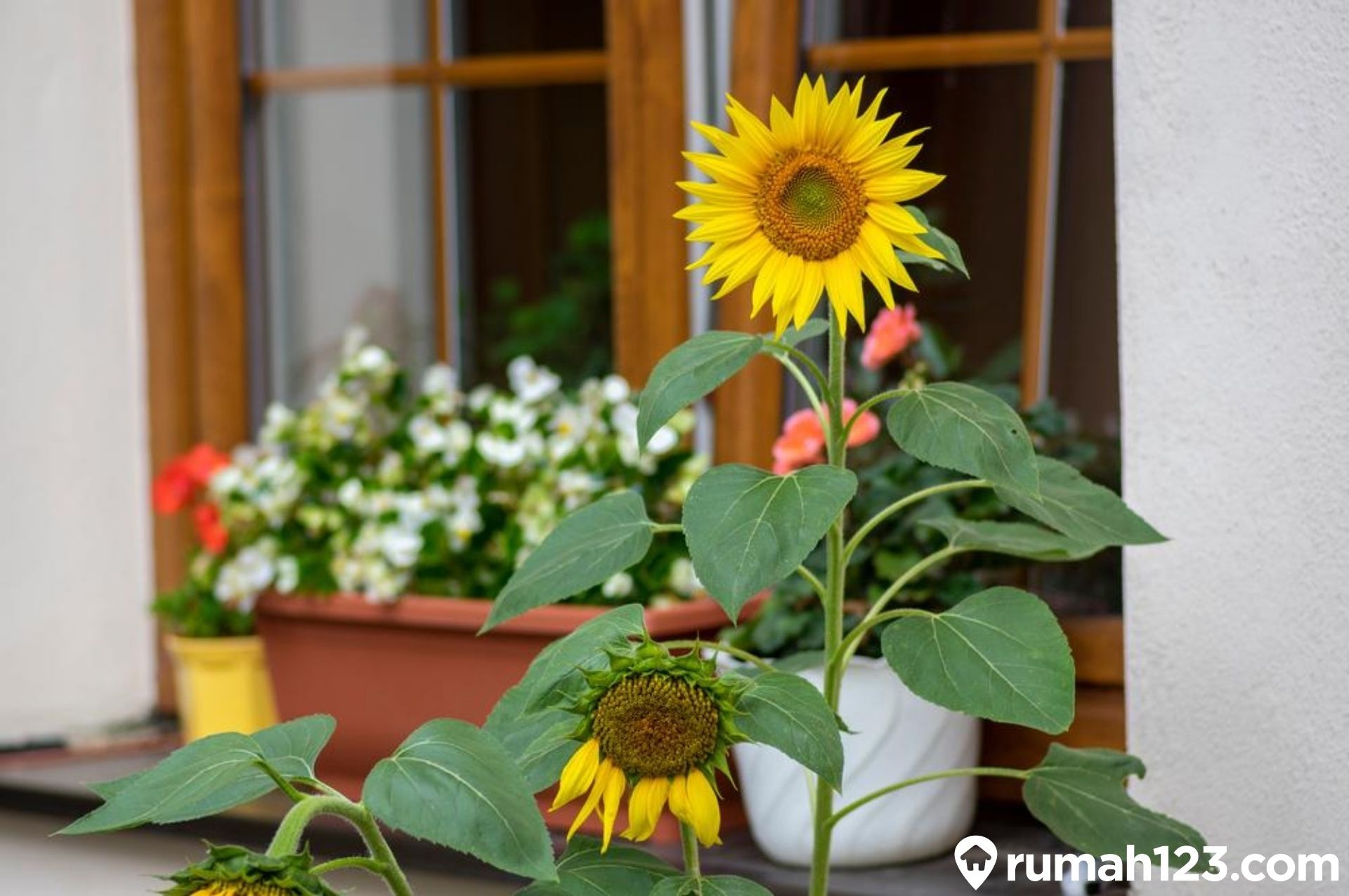 Inilah 5 Jenis Tanaman Hias Memiliki Bunga Indah, Cocok Menjadi Dekorasi Rumah