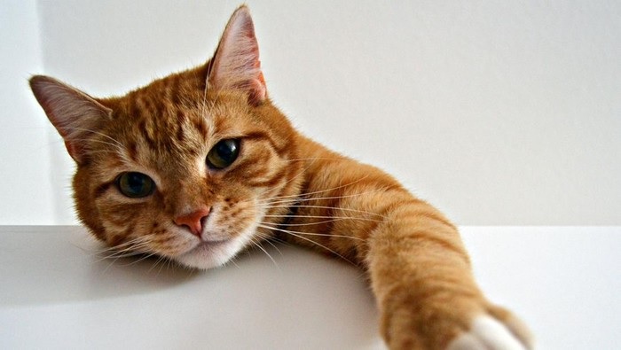 5 Ide Nama Lucu Kucing Peliharaan Berbulu Oren Dengan Sebutan Elegan