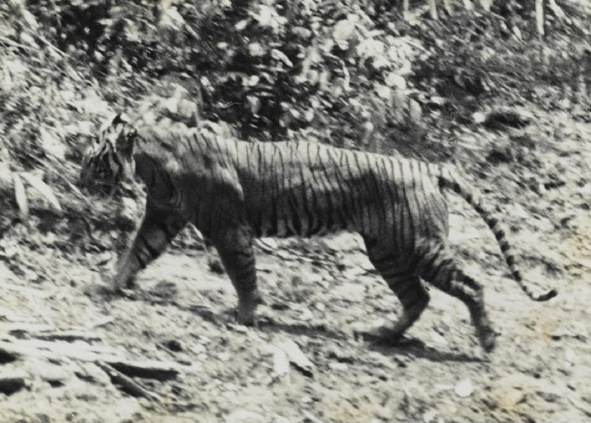Harimau Sunda, Dulu Raja Hutan Gunung Ciremai, Kini Tinggal 1 Jenis yang Masih Bertahan
