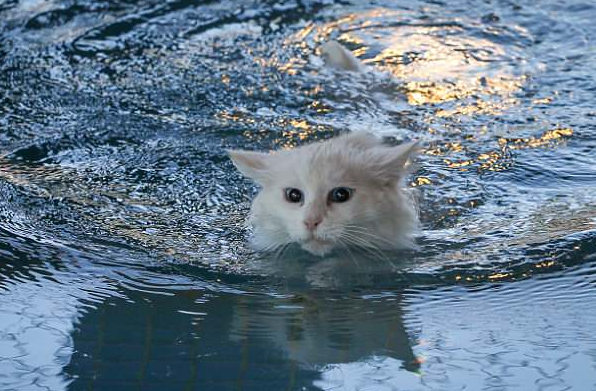 Beda dari yang Lain! Inilah 5 Jenis Kucing yang Suka Main Air dan Jago Berenang