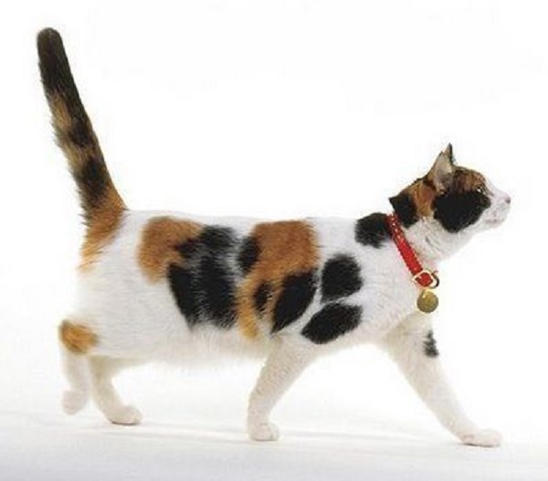Mengenal 7 Jenis Kucing Pembawa Hoki Menurut Primbon Jawa, Kenali Jenis dan Cirinya Disini!
